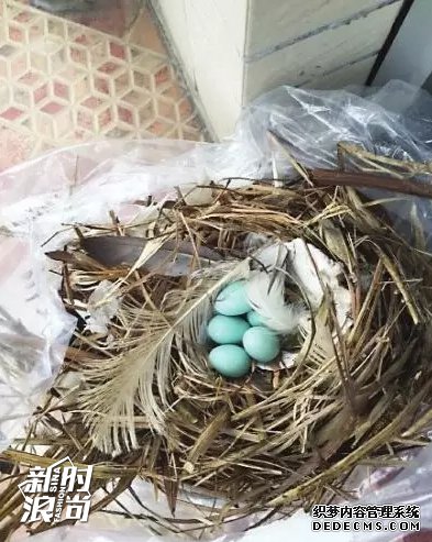 知更鸟蛋蓝
